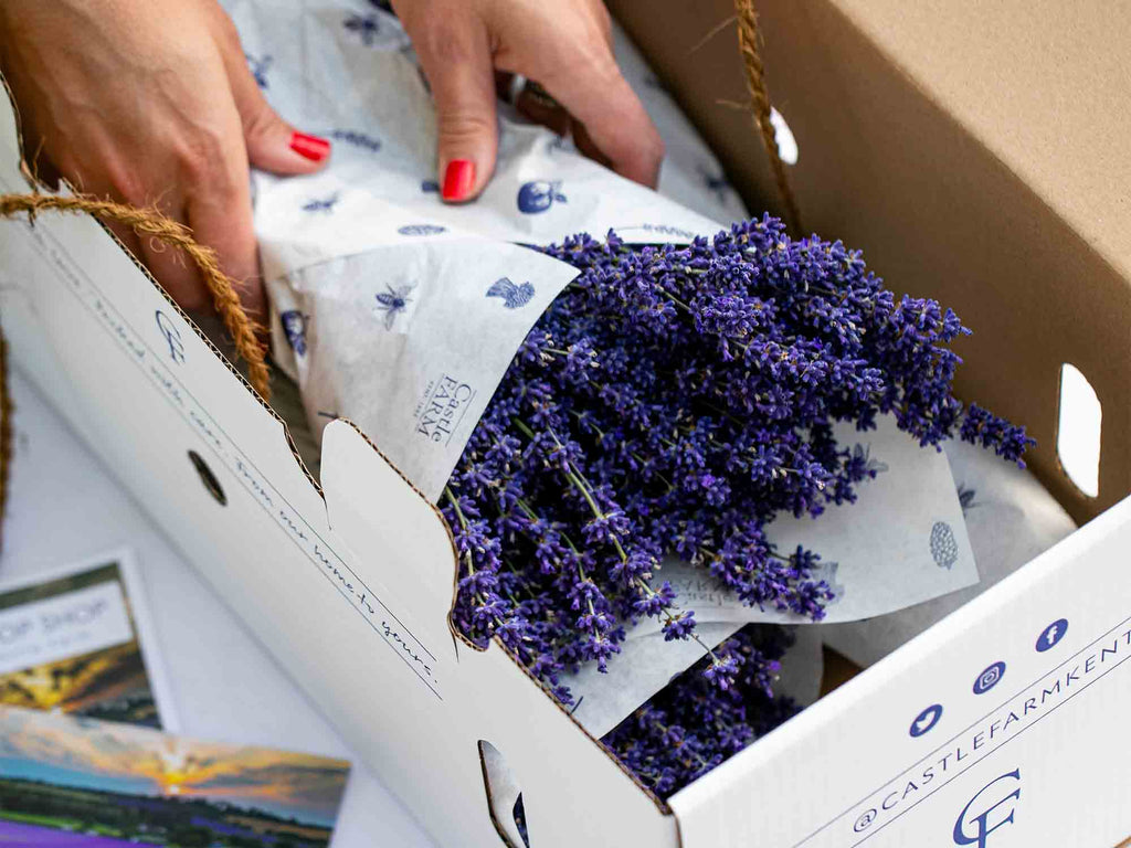 Fresh bunch of lavender wrapped in white tissue paper being packaged into white white gift box