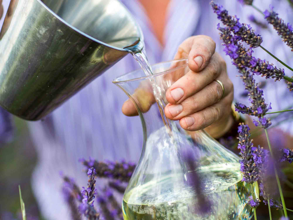 Hands pouring lavender oil from silver metal jug into glass votive in amongst lavender blooms