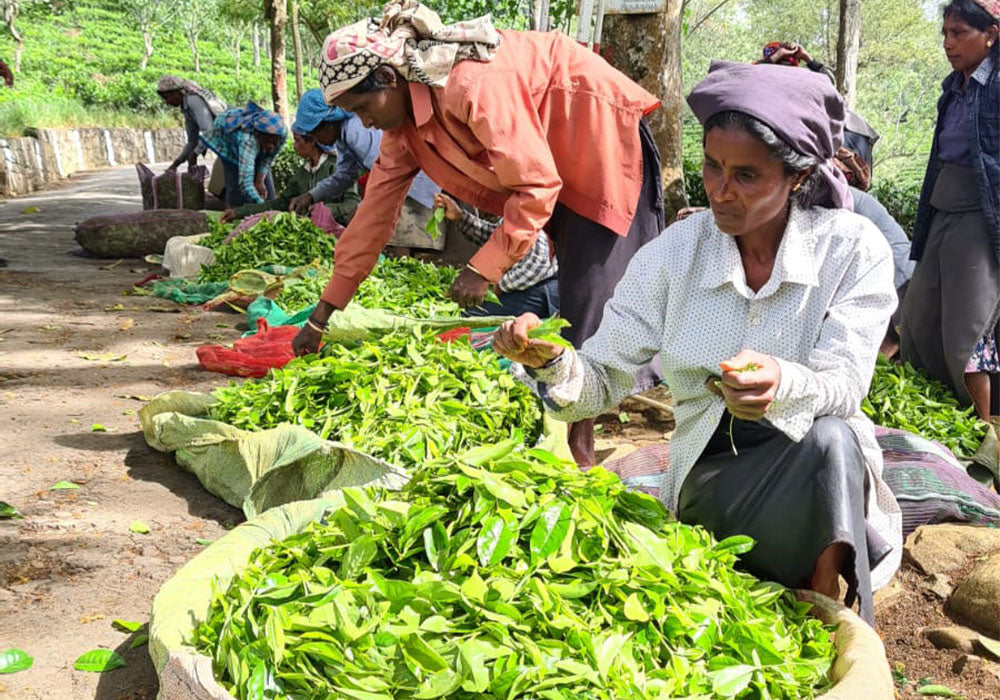 Bright pile of picked green tea leaves in a large cream basket, with Indian ladies sorting through the best harvest  on the ground of a tea garden field on a sunny day.