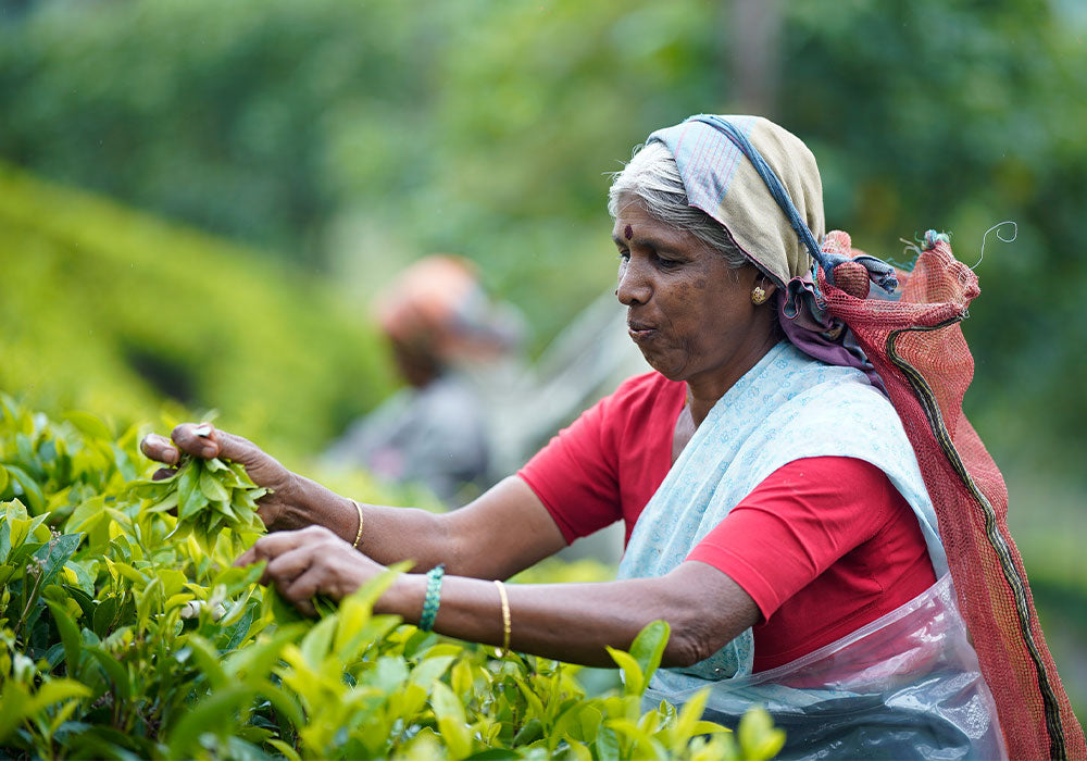 Indian female tea plucker, picking fresh green tea leaves off of tea plant in tea field, wearing traditional Indian gold jewlerry and bright red cultural clothing.