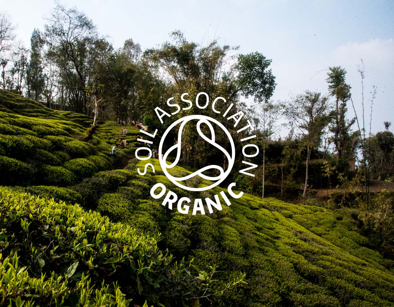 Tea fields of Nepal with soil association logo