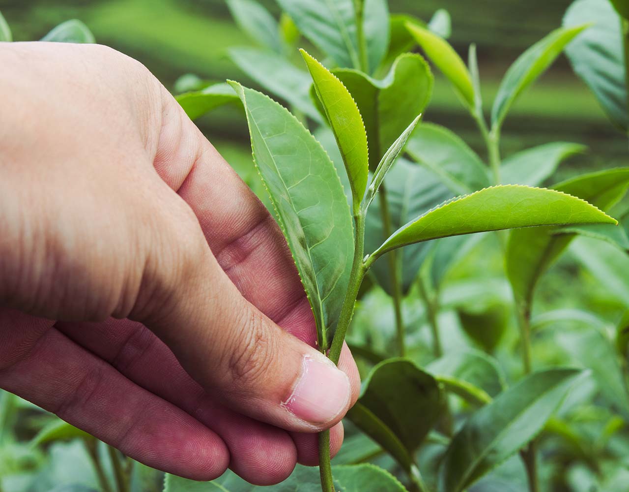 picking tea leaves by hand, two leaf and a bud