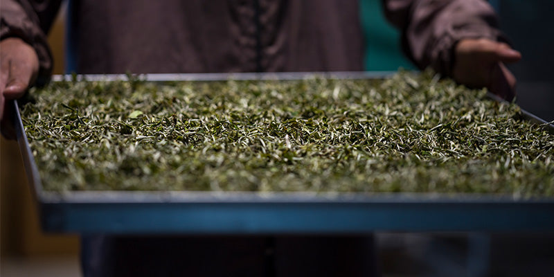 Tray of luxury green tea leaves being dried and processed