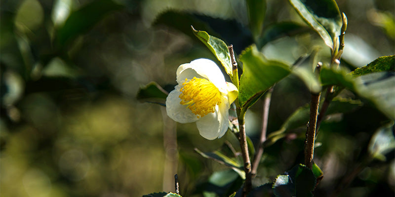 Close up of Camellia Sinensis tea plants flower and leaves. White petals with yellow centre and vivid green leaves.