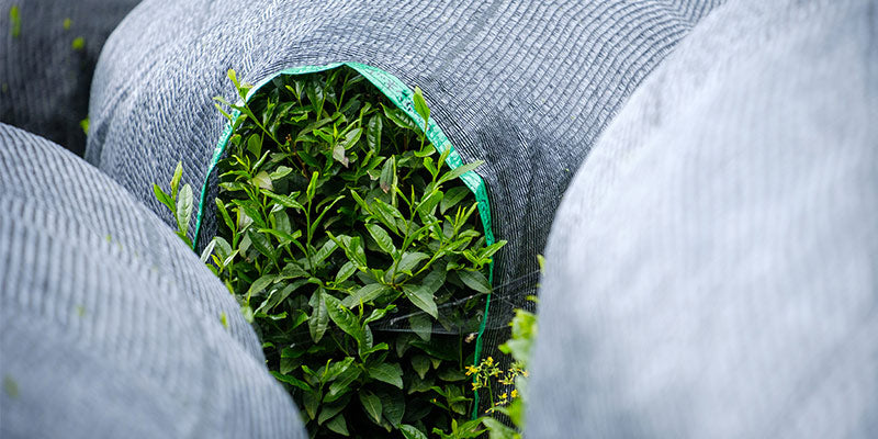 Green tea leaved plants in field covered in black sheeting for shade growing.