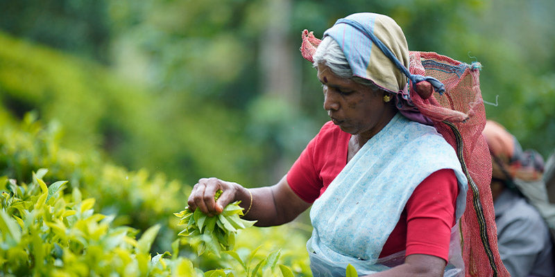 Tea plantation worker picking handfuls of ripe green tea leaves with basket on back in the sun