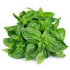 Basil