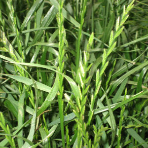 Perennial Rye Grass Allergy