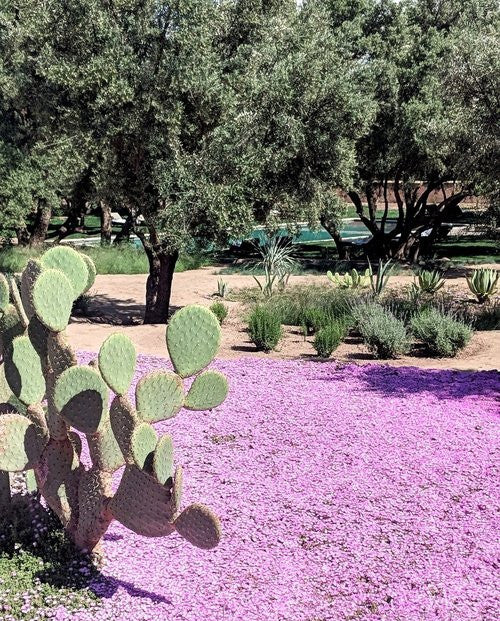 Berber Lodge - Marrakech Surrounding Areas a new tribe cactus purple floor