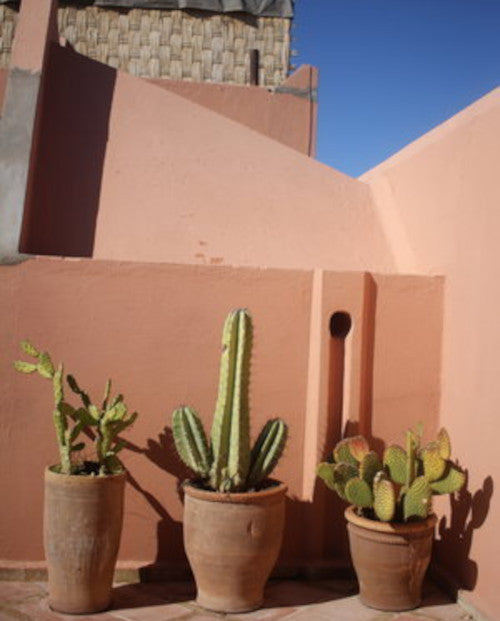 Riad Samsara - Marrakech Medina a new tribe cactus