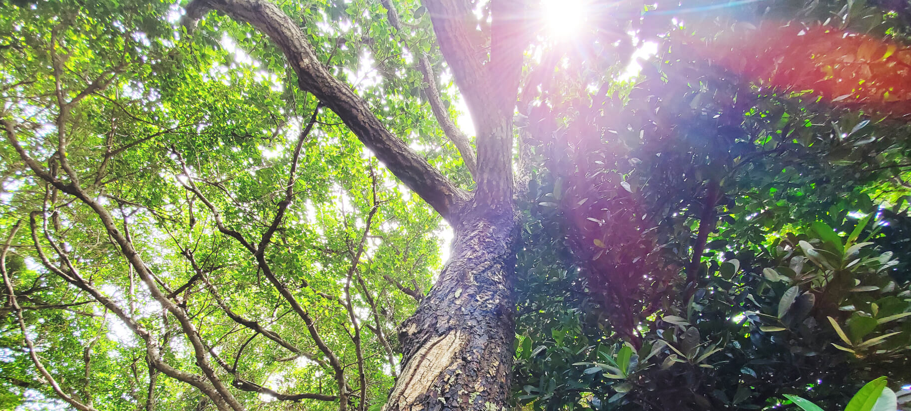 タマヌの樹木の写真