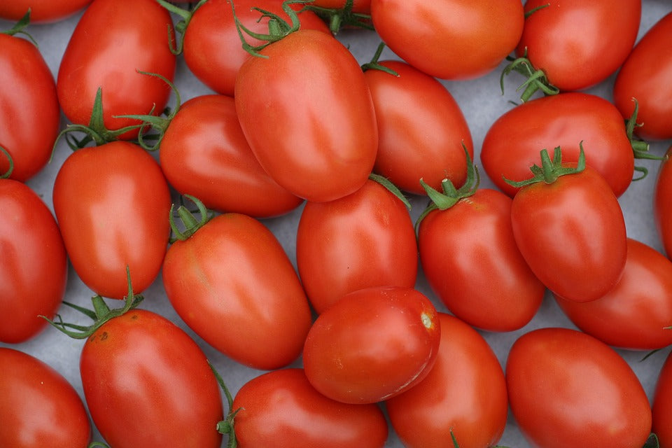 Pony Express Roma Tomato | Paramount Seeds Inc