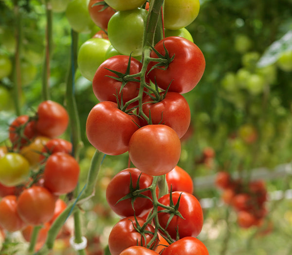 新しいスタイル tomato様専用ぺージ gpstiger.com