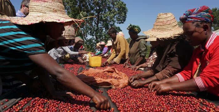 Coffee Drying on Raised Beds