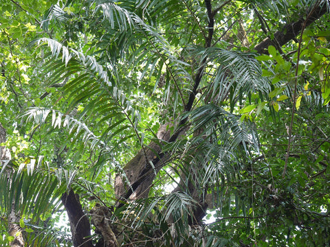 Rattan plant: Calamus thwaitesii in southwestern India 