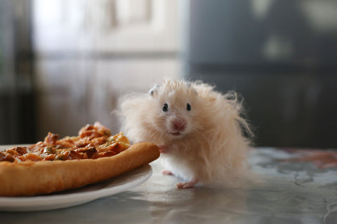 Small pet hamster eating pizza