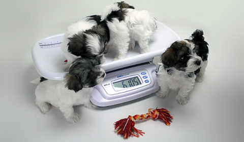 Puppies weighed on an puppy scale