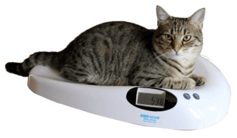 How to weigh your dog or cat at home