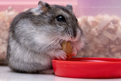 Chunky hamster eating a snack