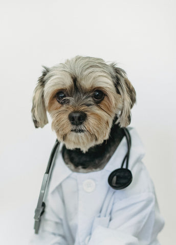 Doggie doctor