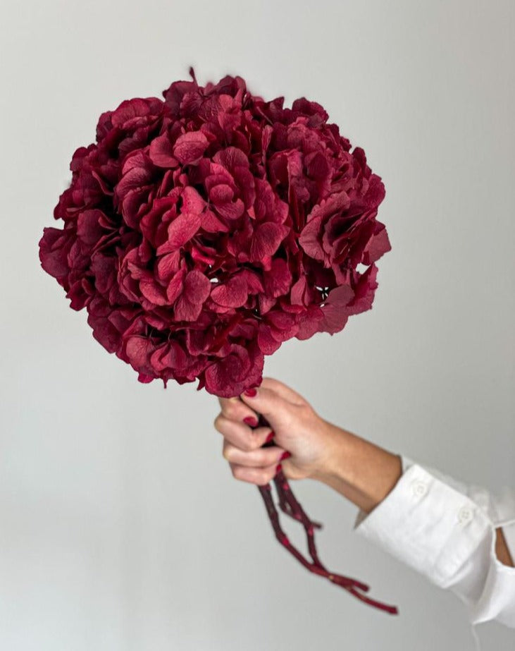 HORTENSIA ROJA – BA the Belart