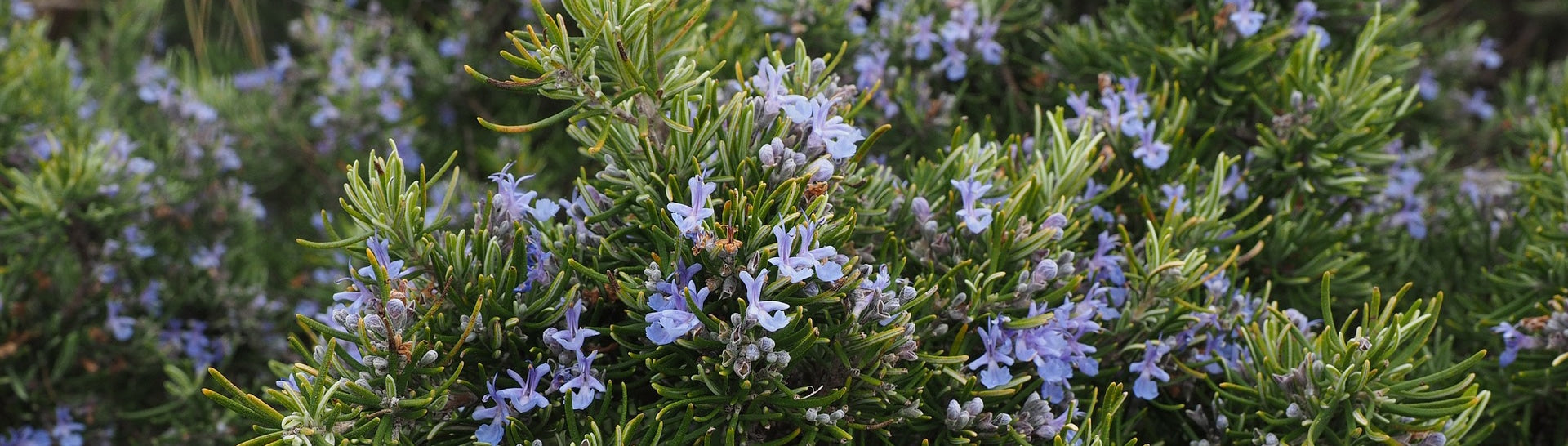 rosemary