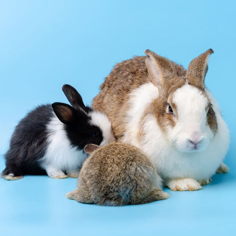 mum rabbit with babies