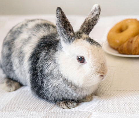 Foods to avoid feeding your rabbit