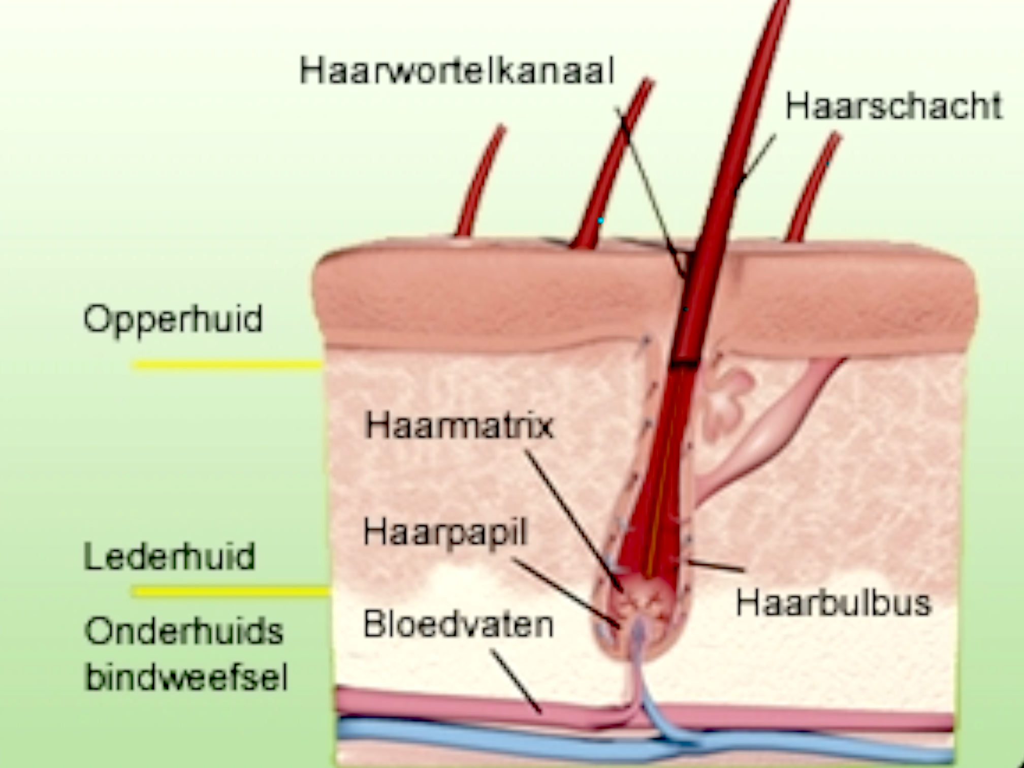 de opbouw van ons haar