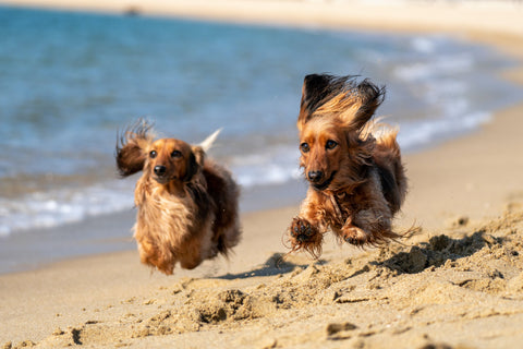 what beaches in los angeles allow dogs