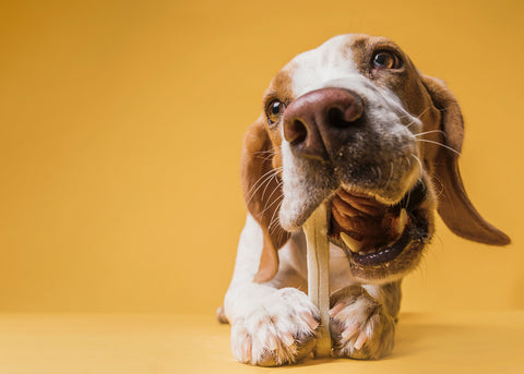 Darle huesos o chuches caninas ayudará a tu perro a mantener sus dientes y encías sanas