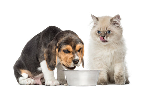 La comida sólida es mejor para el mantenimiento dental de las mascotas