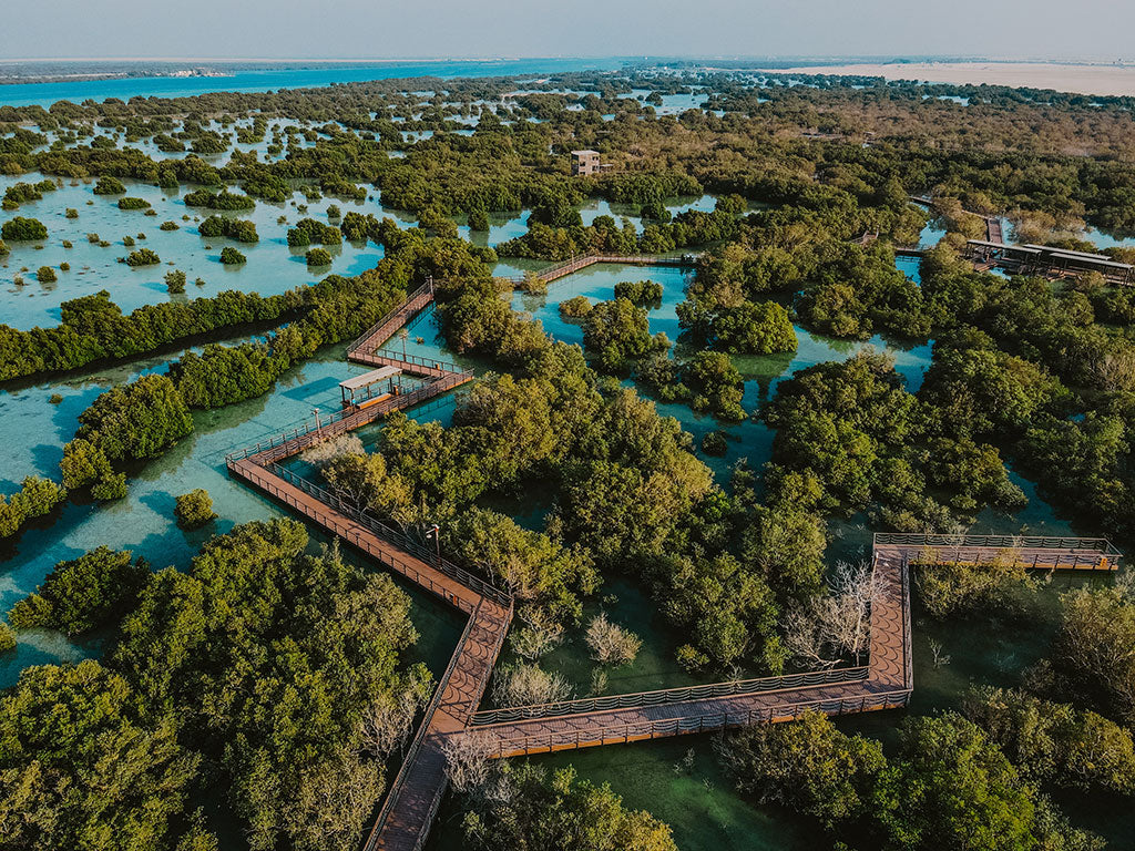 Mangrove Park at Jubail Island, Abu Dhabi