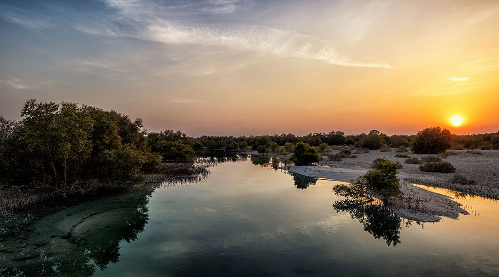 Jubail Island Mangrove Park Sunset