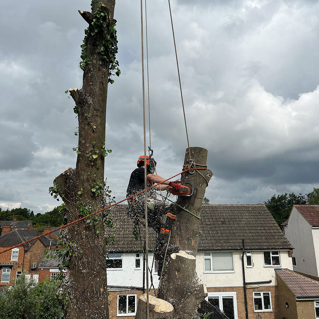 arborist Robert George climbing a tree