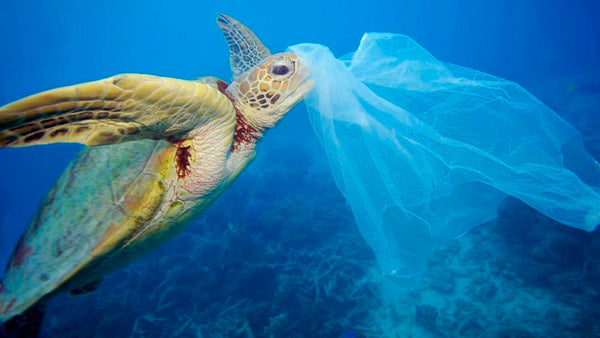 Impacto da garrafa pet no meio ambiente - tartaruga com plastico na boca