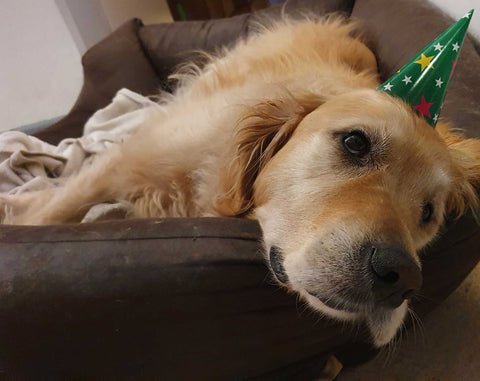 Hund mit Partyhut auf dem Kopf