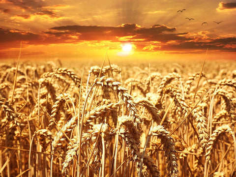 Lush wheat field under a blue sky, symbolizing agriculture and gluten-containing crops