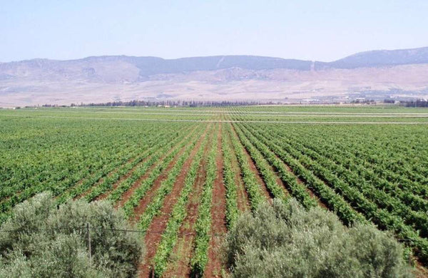 Moroccan wineyard