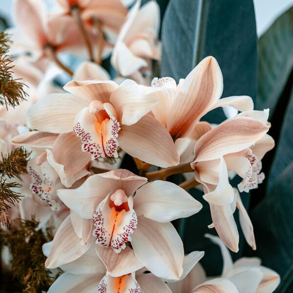 Orchidée Artificielle | Ma Plante Artificielle