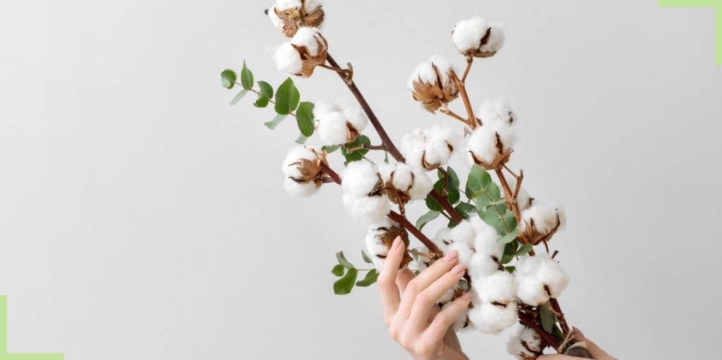 La fleur de coton, idéale pour une déco chic & tendance – Ma Plante  Artificielle