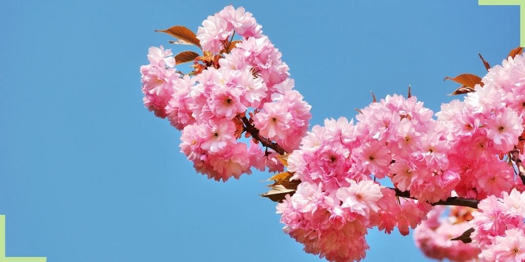 cerisier-japonais-prix