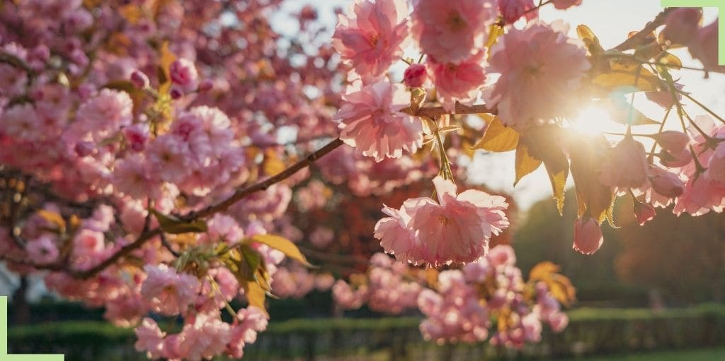 cerisiers-en-fleur-japon