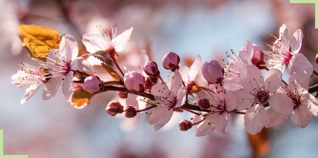 fleur-cerisier-japonais