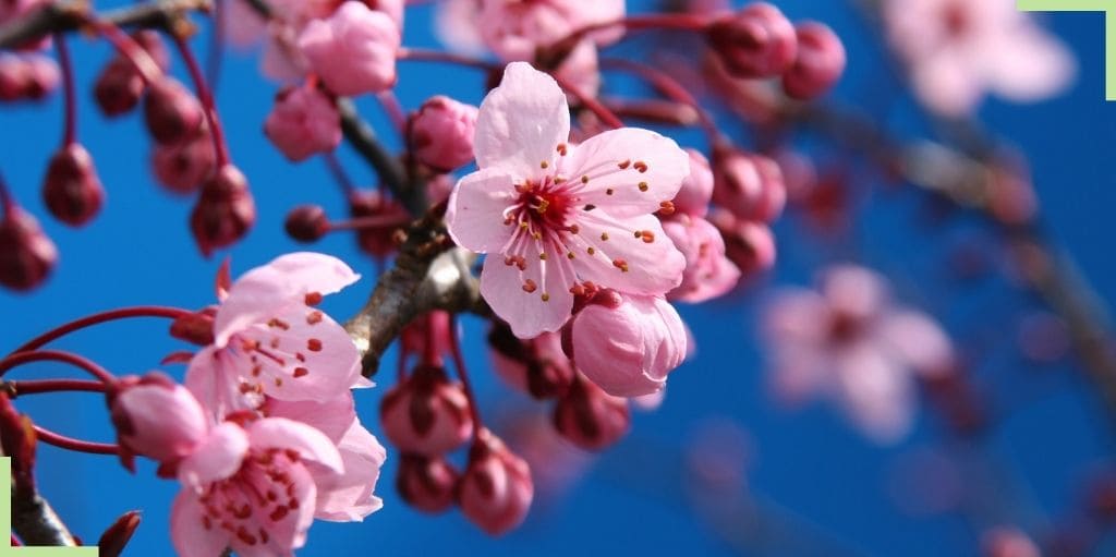 fleur-de-cerisier-japonais