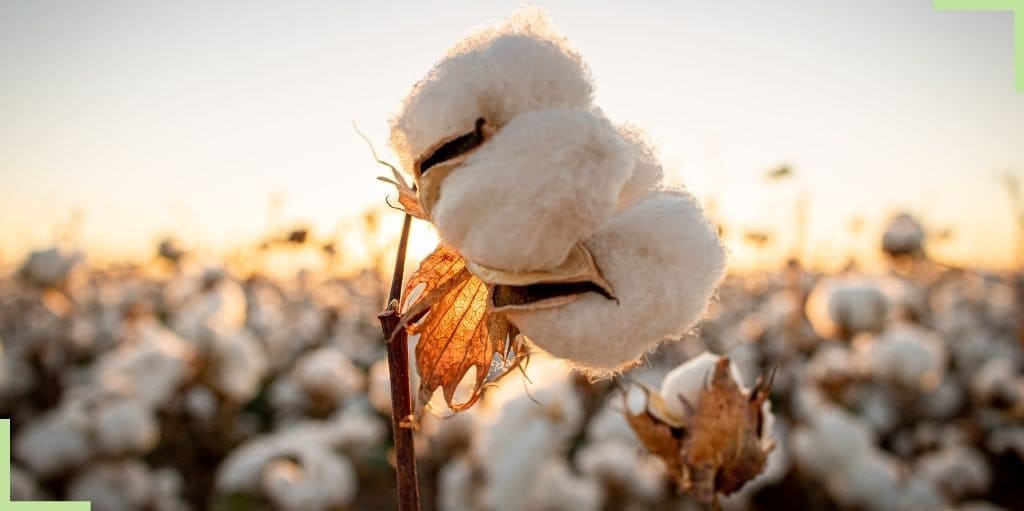 La fleur de coton, idéale pour une déco chic & tendance – Ma Plante  Artificielle