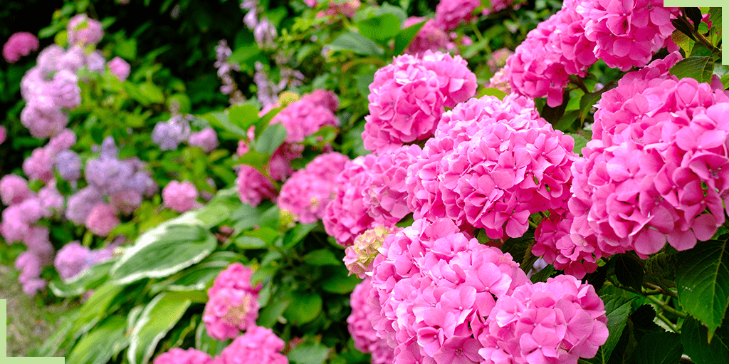 hortensia-rose 