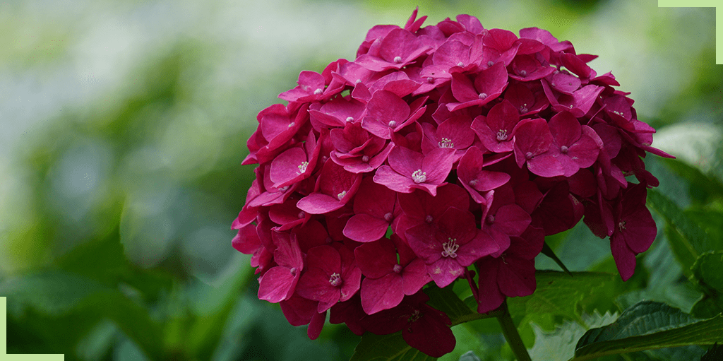 hortensia-rouge