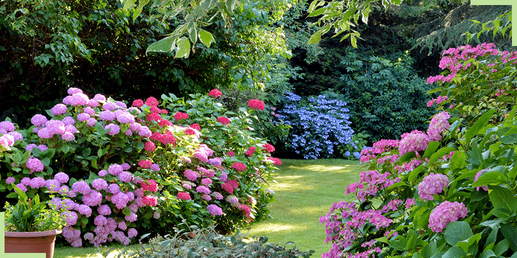 hortensia