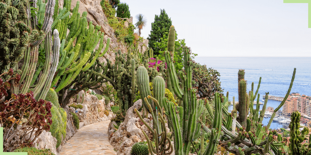 jardin-exotique-monaco